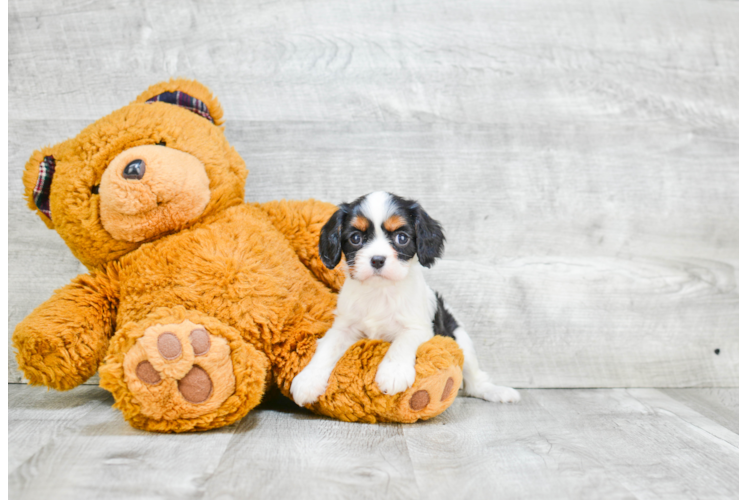 Cavalier King Charles Spaniel Puppy for Adoption