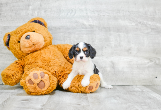 Cavalier King Charles Spaniel Puppy for Adoption