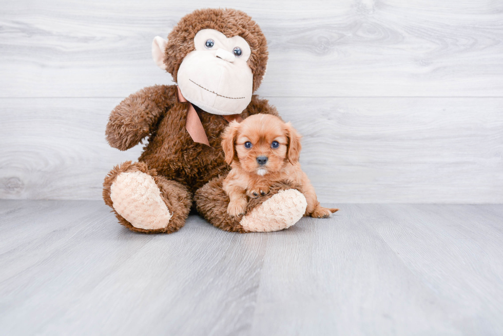 Sweet Cavalier King Charles Spaniel Purebred Puppy