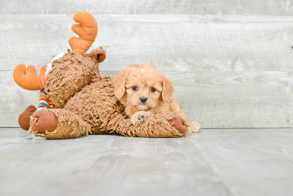 Cavachon Pup Being Cute