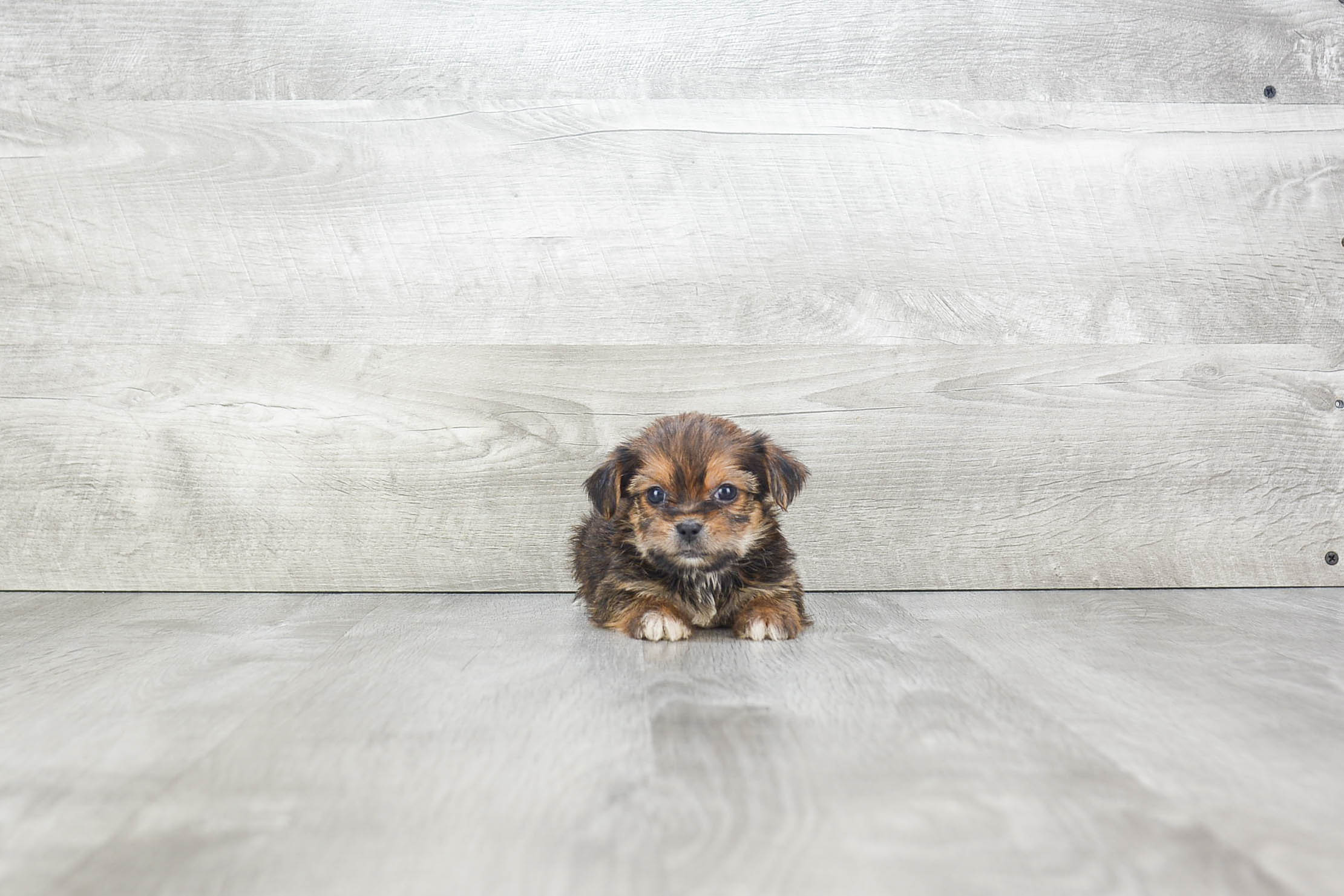 Adorable Shorkie Designer Puppy