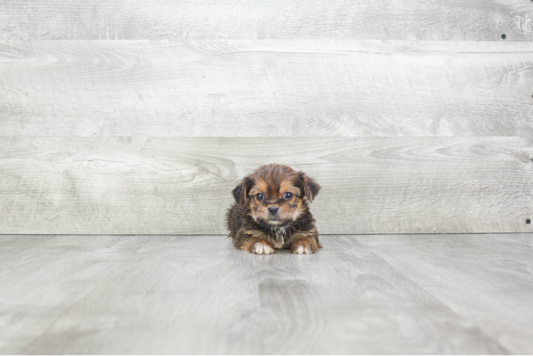 Adorable Shorkie Designer Puppy