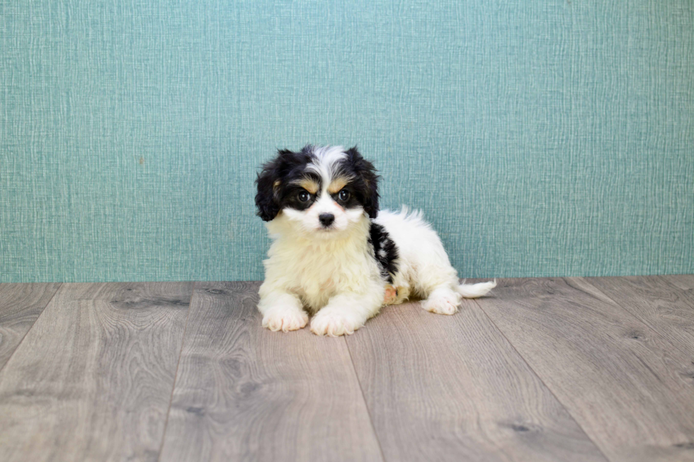 Popular Cavachon Designer Pup