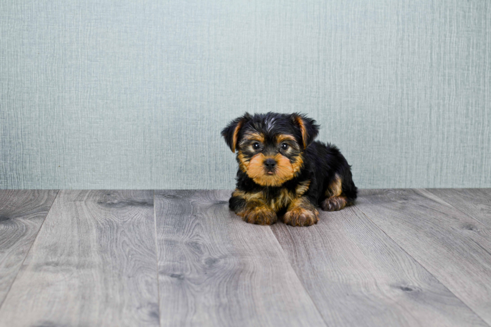 Meet Snickers - our Yorkshire Terrier Puppy Photo 