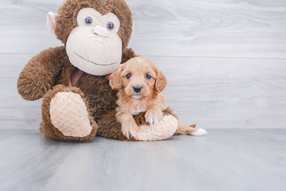 Cavapoo Puppy for Adoption