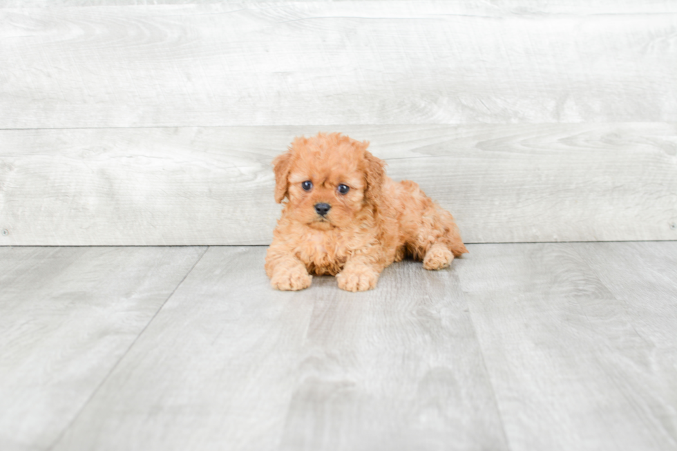 Sweet Cavapoo Baby