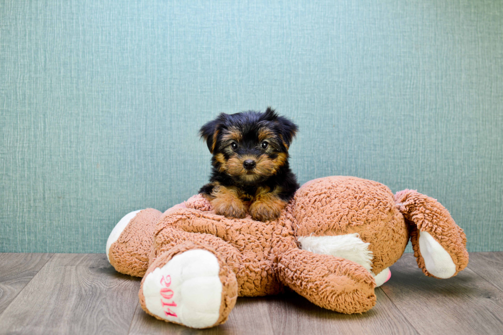 Meet Bella - our Yorkshire Terrier Puppy Photo 