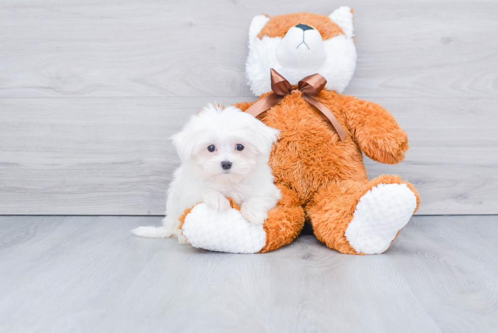 Sweet Maltese Purebred Puppy