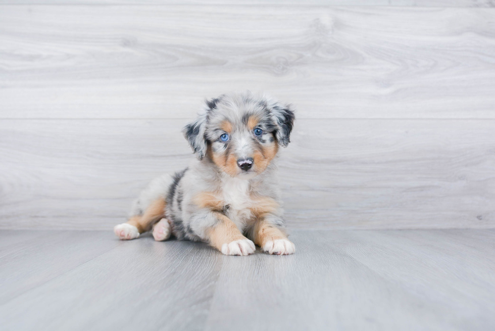 Sweet Mini Aussiedoodle Baby