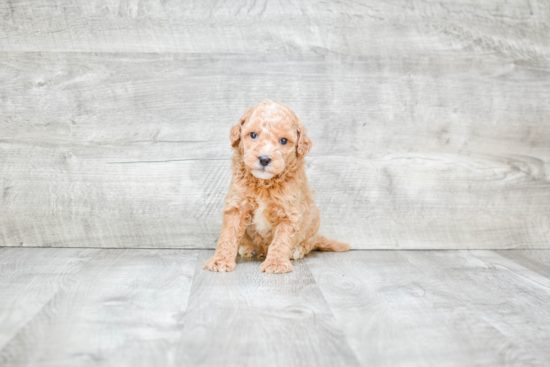 Mini Goldendoodle Puppy for Adoption