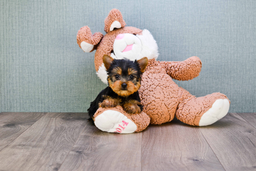 Meet Rascal - our Yorkshire Terrier Puppy Photo 