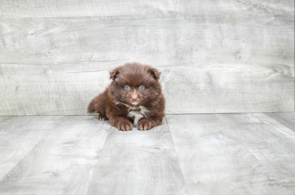 Friendly Pomeranian Purebred Pup