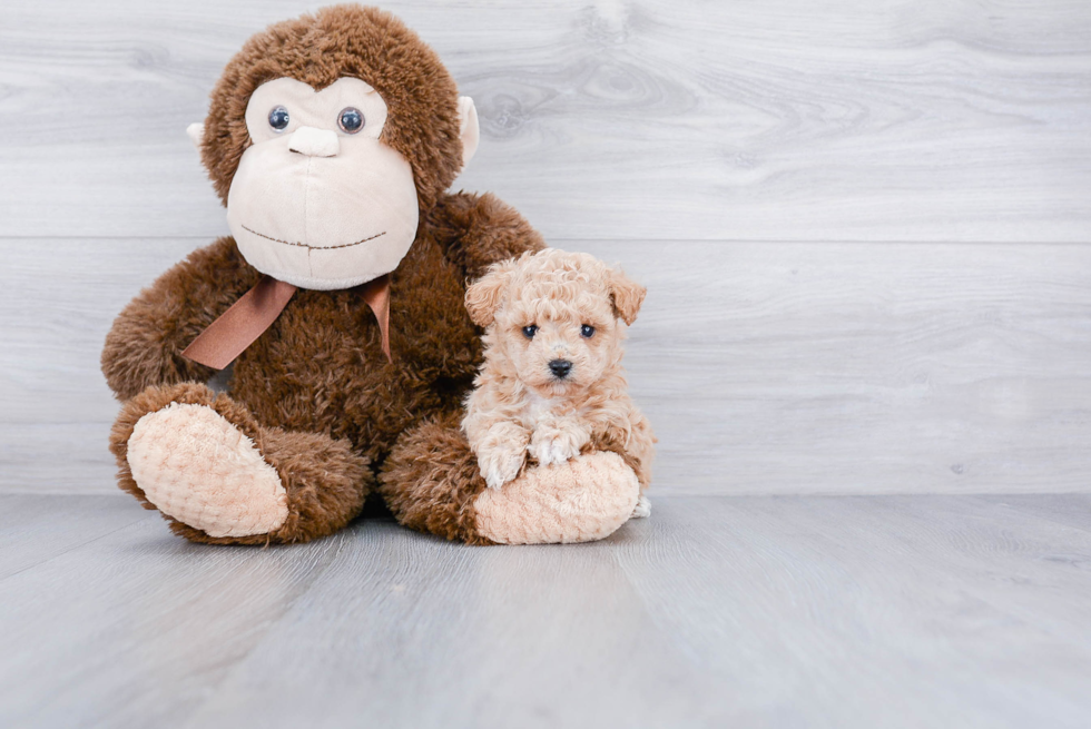 Fluffy Maltipoo Poodle Mix Pup