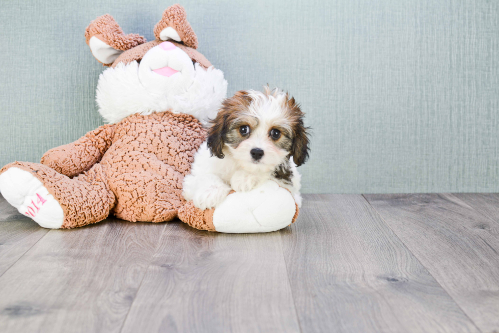 Petite Cavachon Designer Pup