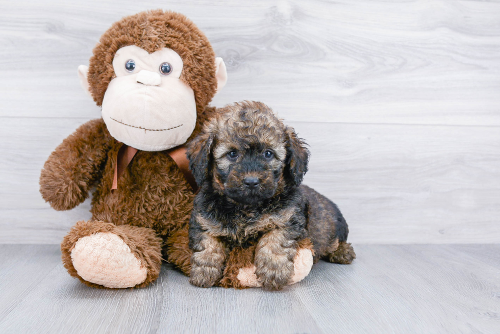 Best Mini Bernedoodle Baby