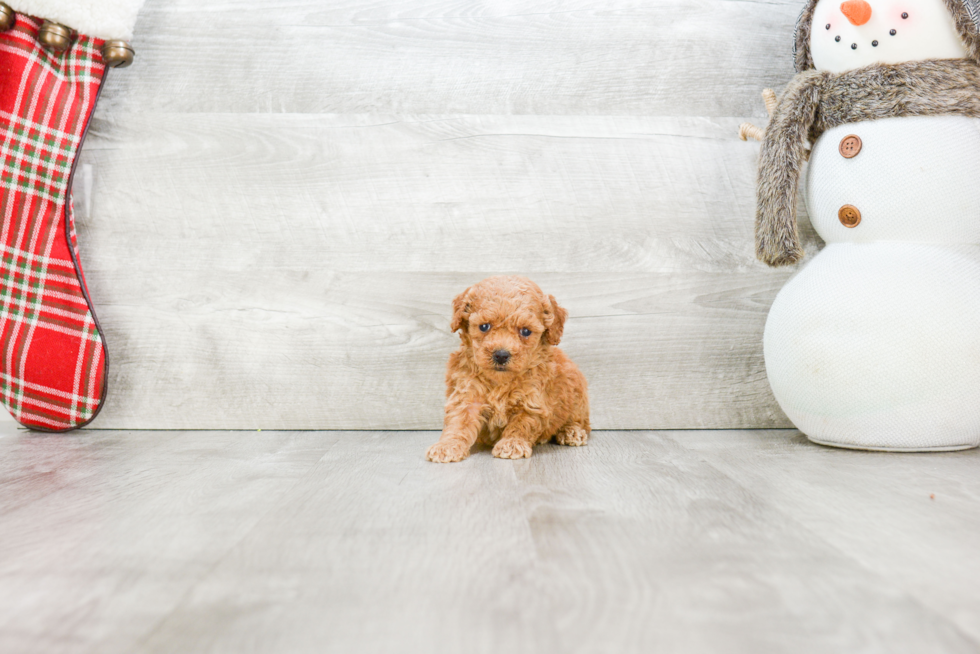 Poodle Pup Being Cute