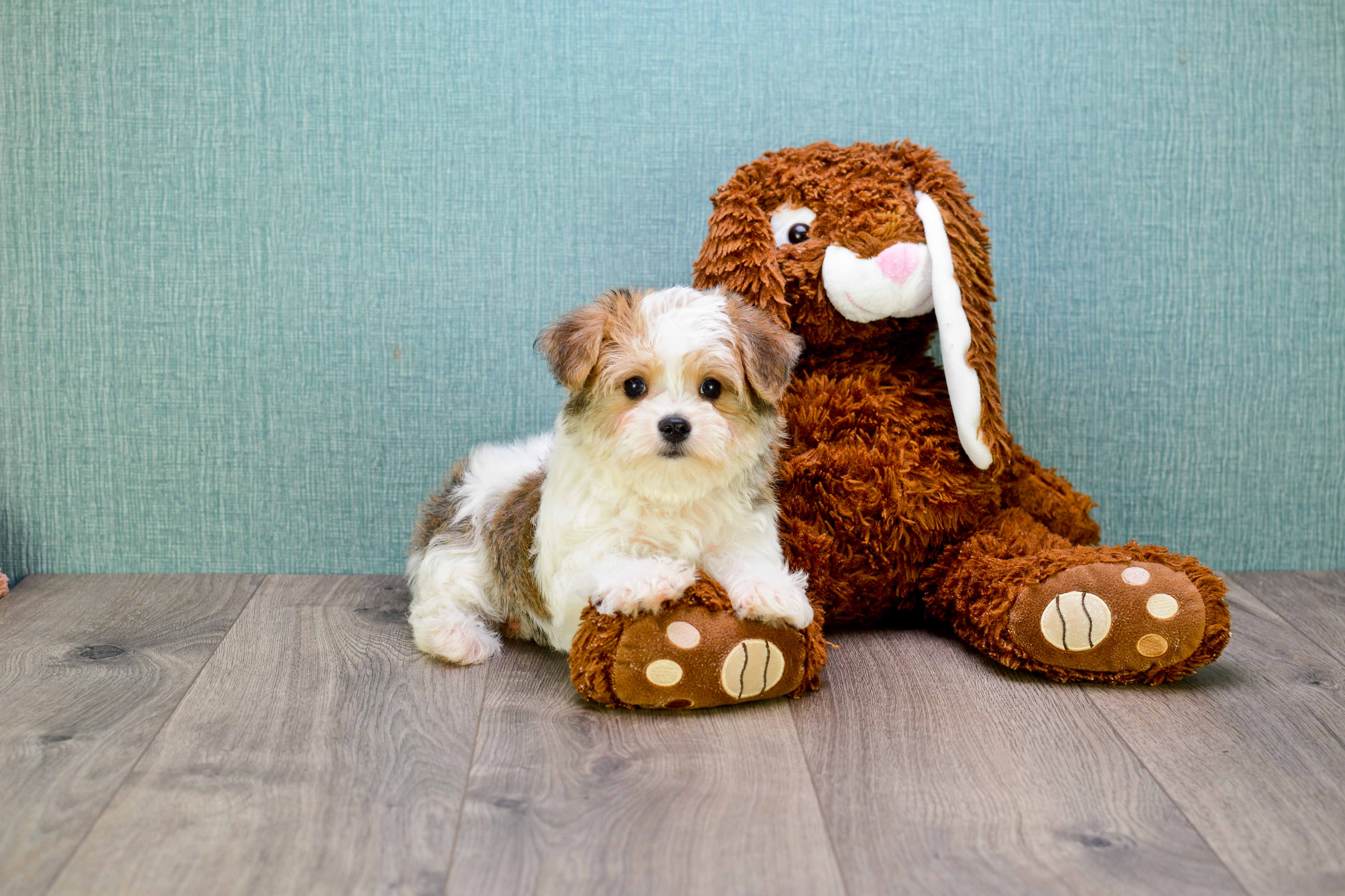 Morkie Pup Being Cute