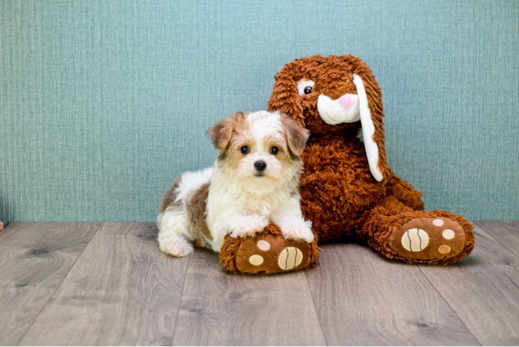 Morkie Pup Being Cute