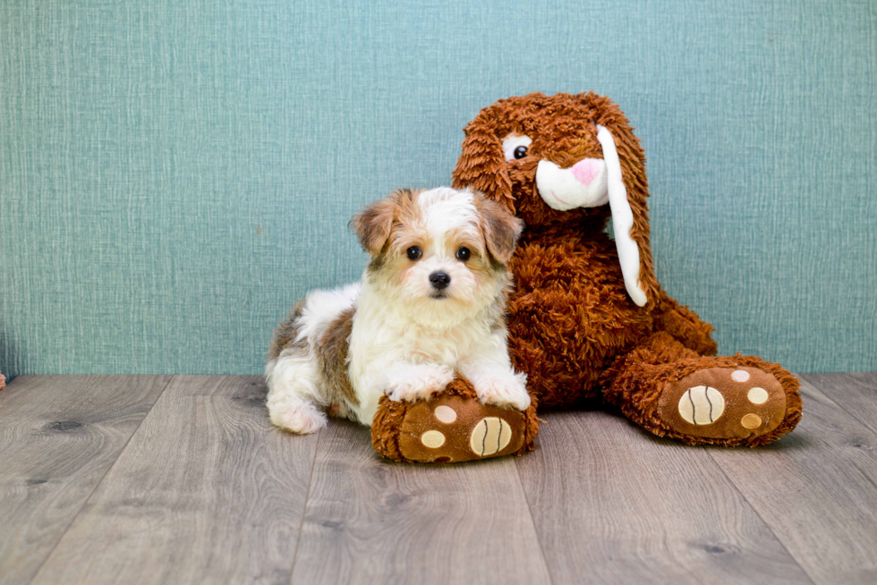 Morkie Pup Being Cute