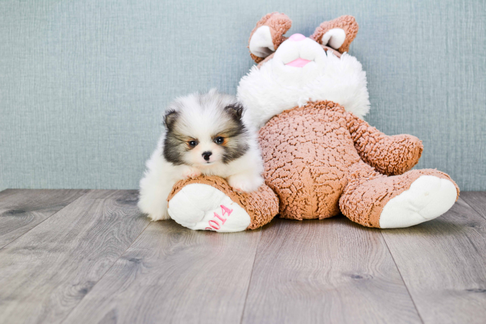 Pomeranian Pup Being Cute