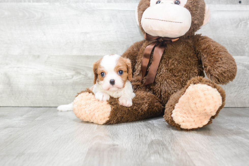 Best Cavalier King Charles Spaniel Baby