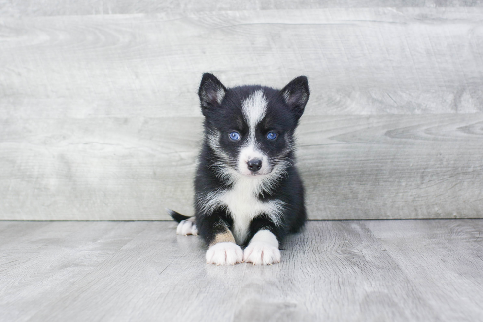 Pomsky Pup Being Cute