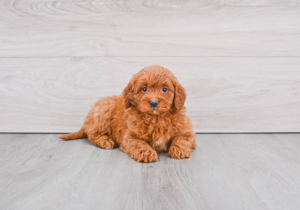Best Mini Goldendoodle Baby