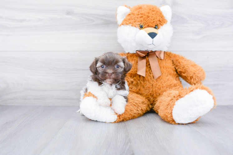 Adorable Havanese Purebred Puppy
