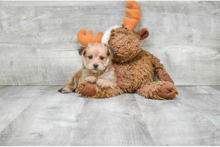 Cute Morkie Baby