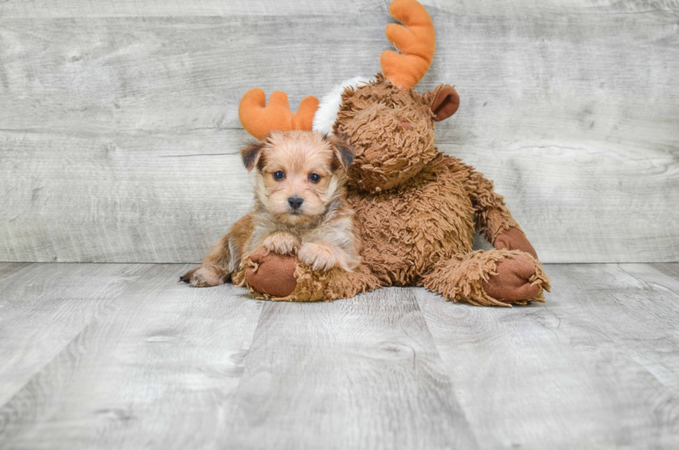 Cute Morkie Baby