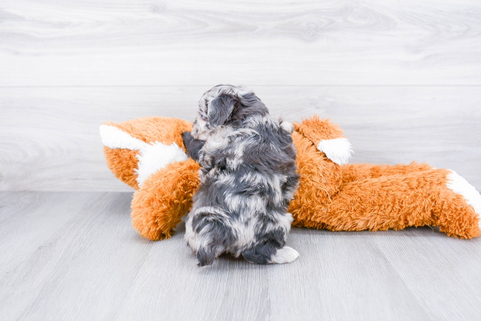 Sweet Mini Aussiedoodle Baby