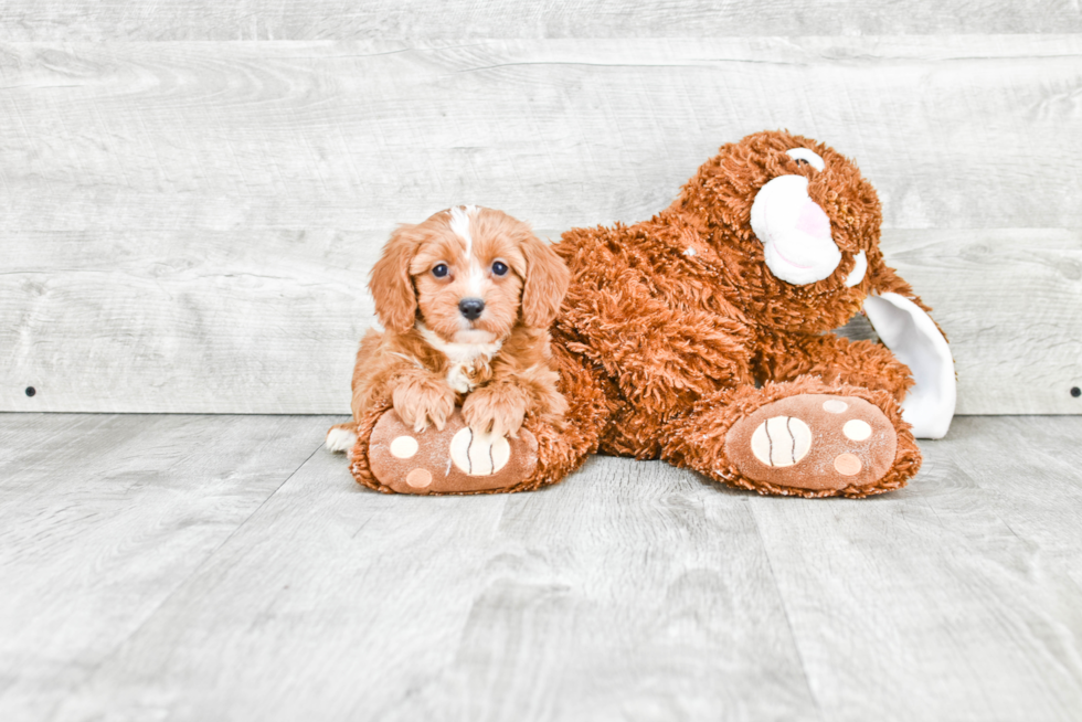 Hypoallergenic Cavoodle Poodle Mix Puppy