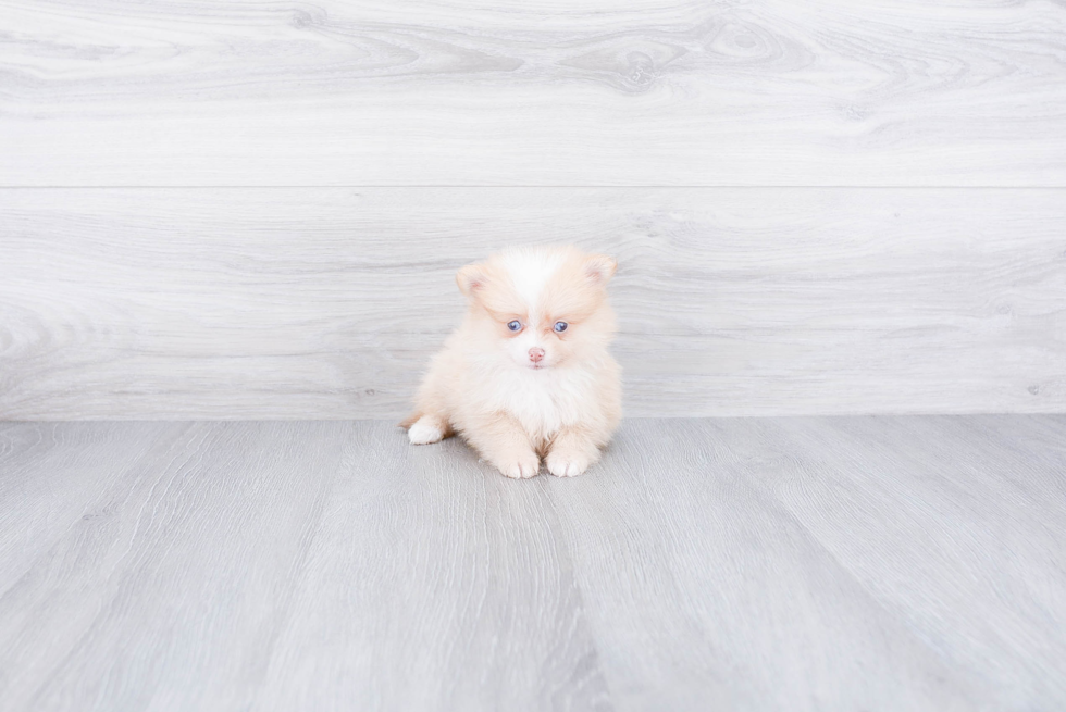 Hypoallergenic Pomeranian Purebred Pup