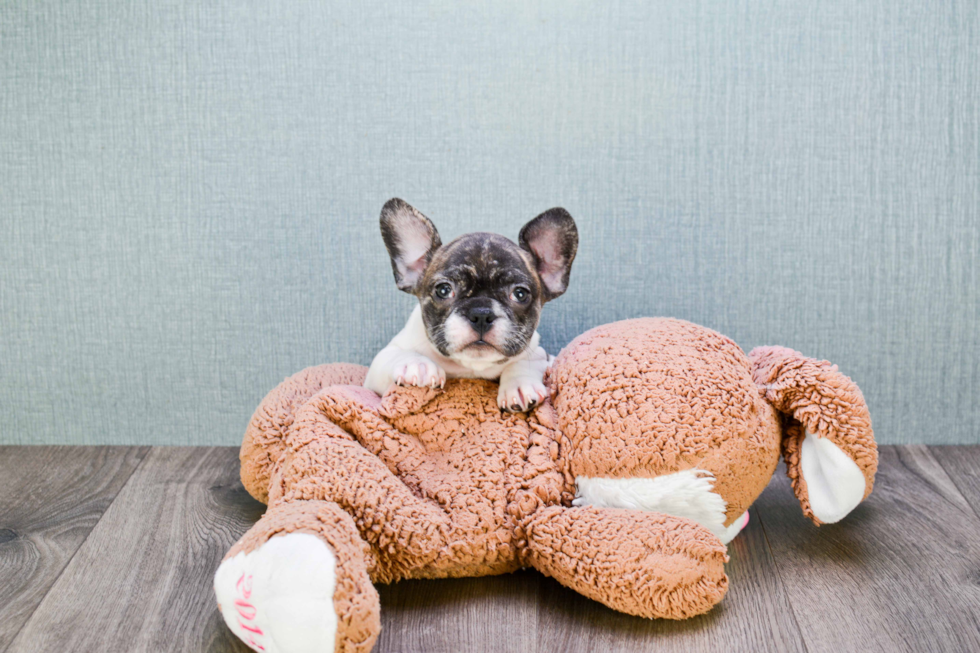 Popular French Bulldog Purebred Pup