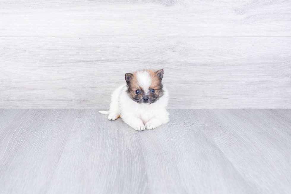 Pomeranian Pup Being Cute