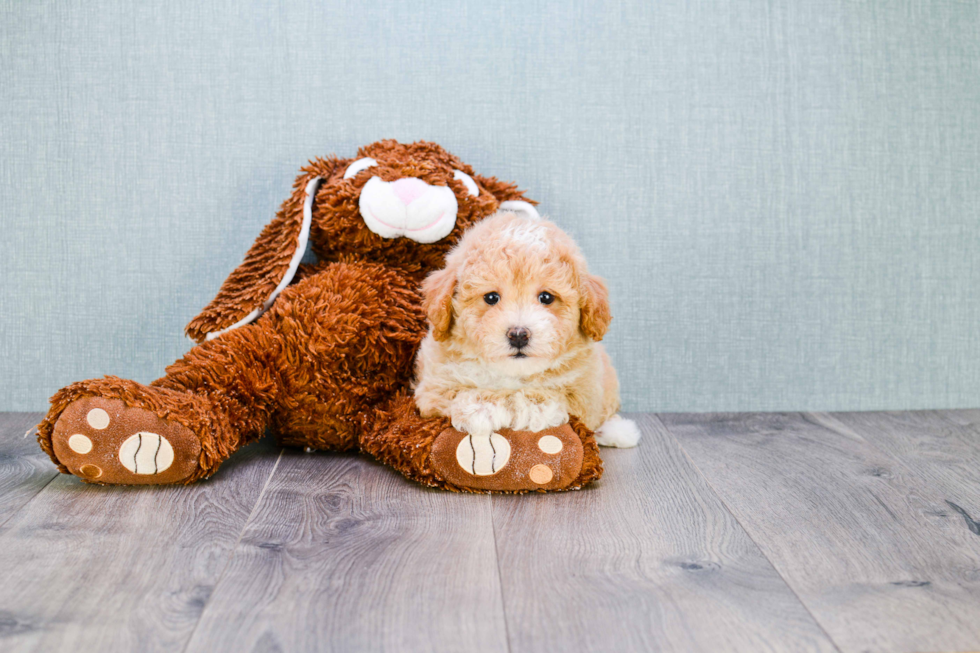 Maltipoo Pup Being Cute