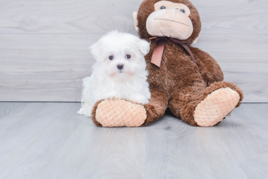 Popular Maltese Purebred Pup