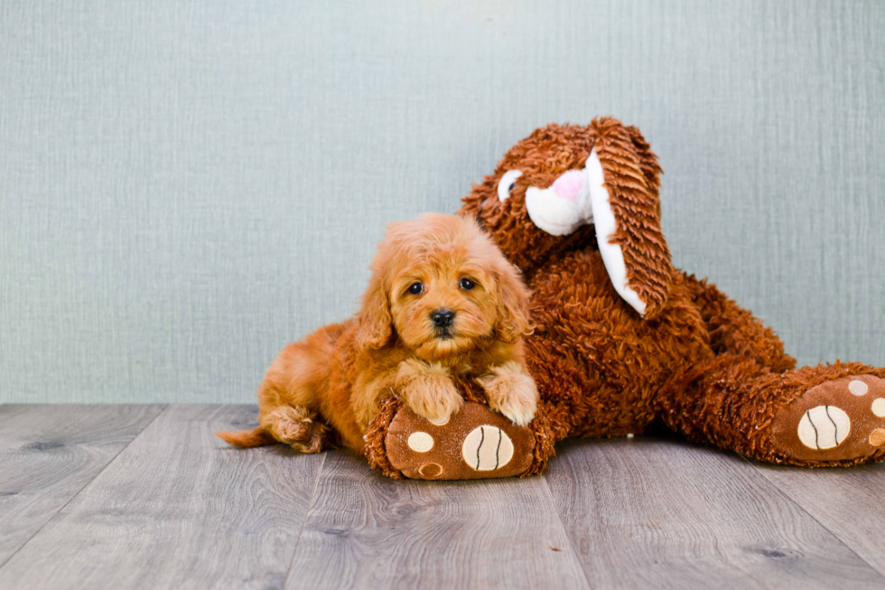 Friendly Mini Goldendoodle Baby