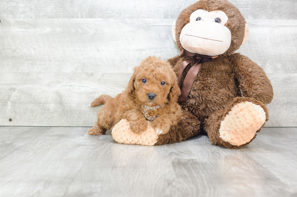 Best Mini Goldendoodle Baby