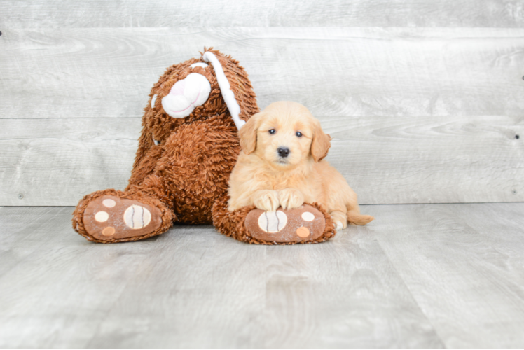 Mini Goldendoodle Puppy for Adoption