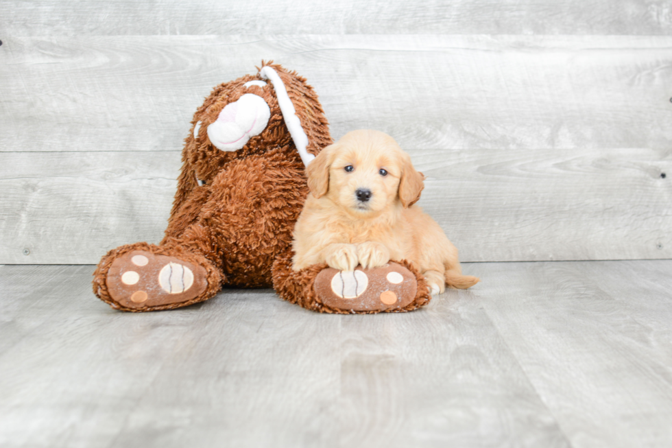 Mini Goldendoodle Puppy for Adoption