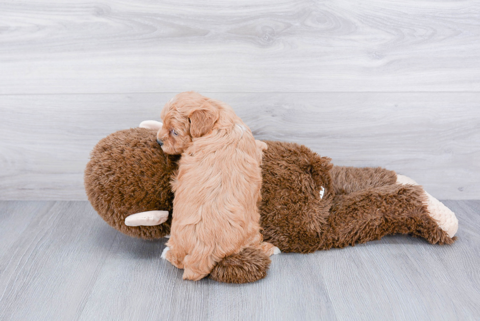 Cute Maltipoo Baby