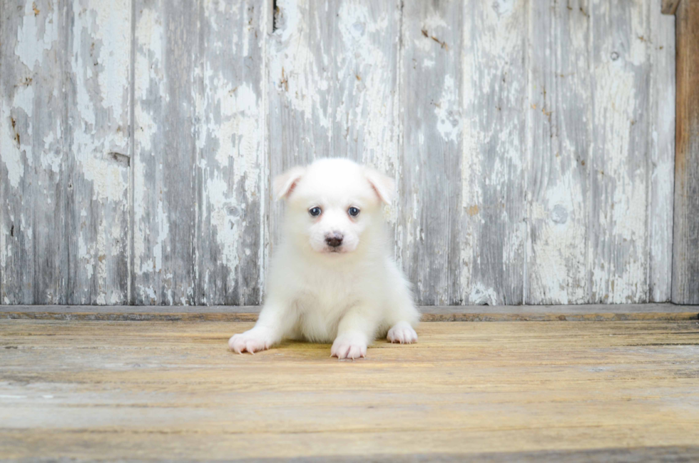 Petite Pomsky Designer Pup