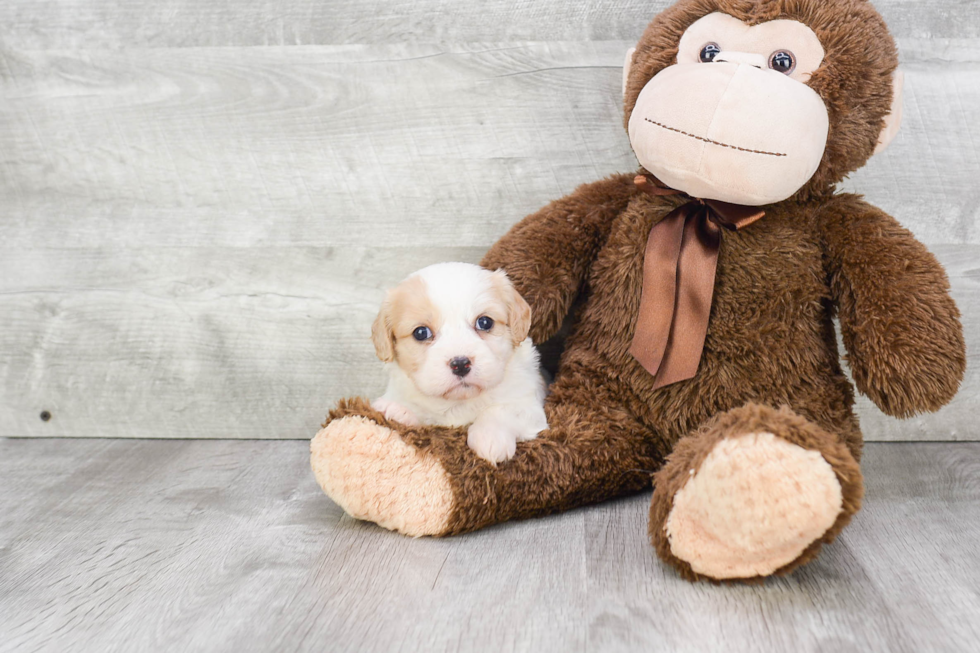 Cavachon Pup Being Cute