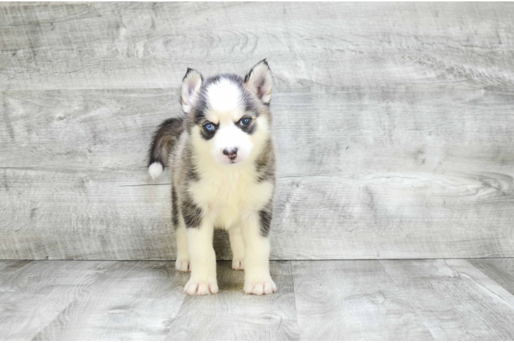 Best Pomsky Baby