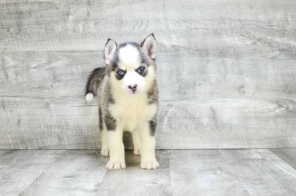 Best Pomsky Baby