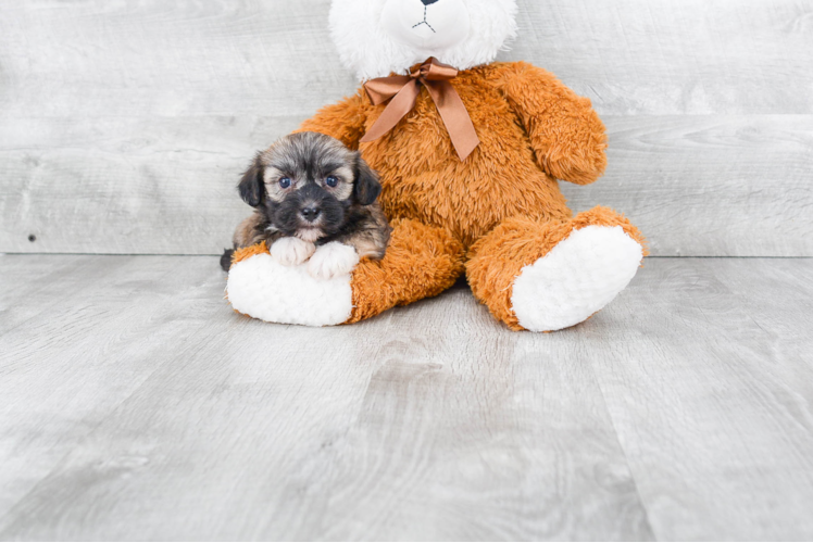 Best Havanese Baby