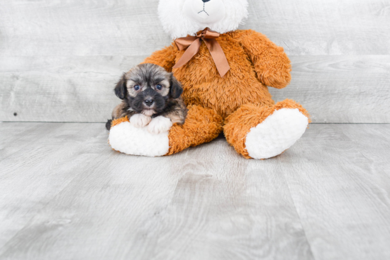 Best Havanese Baby