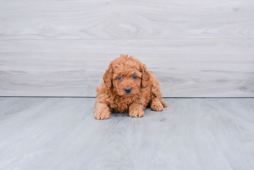 Friendly Mini Goldendoodle Baby