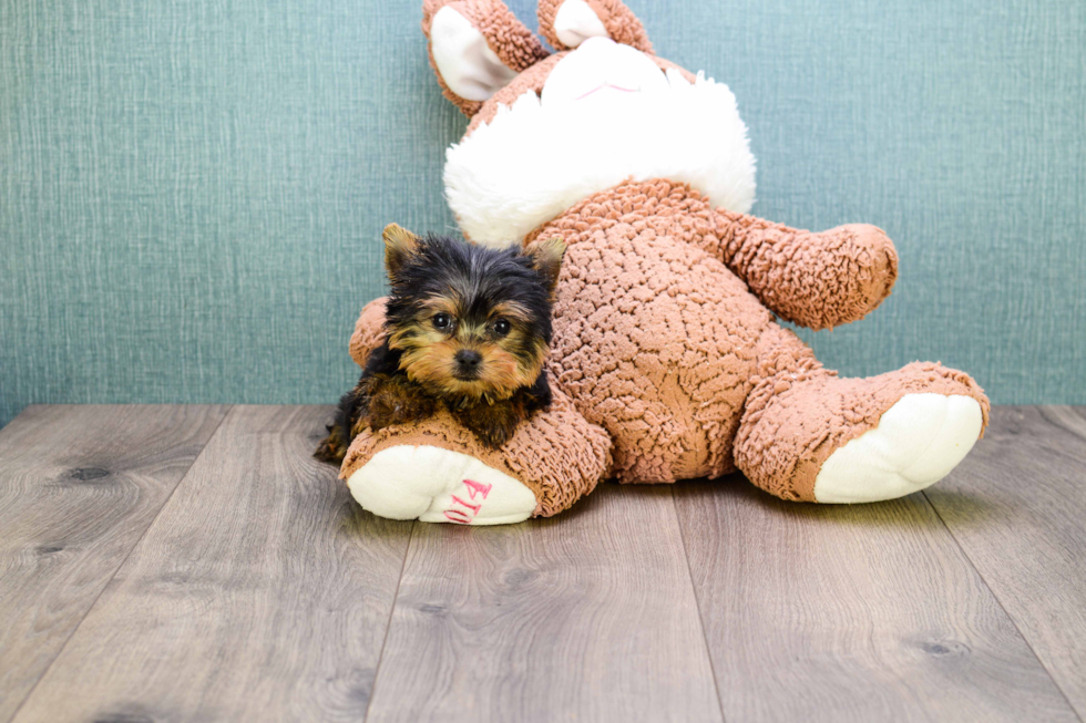 Meet Micro-Teacup-Twinkle - our Yorkshire Terrier Puppy Photo 